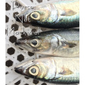 Matéria-prima congelada terrestre Pacífico Mackerel 300-500G